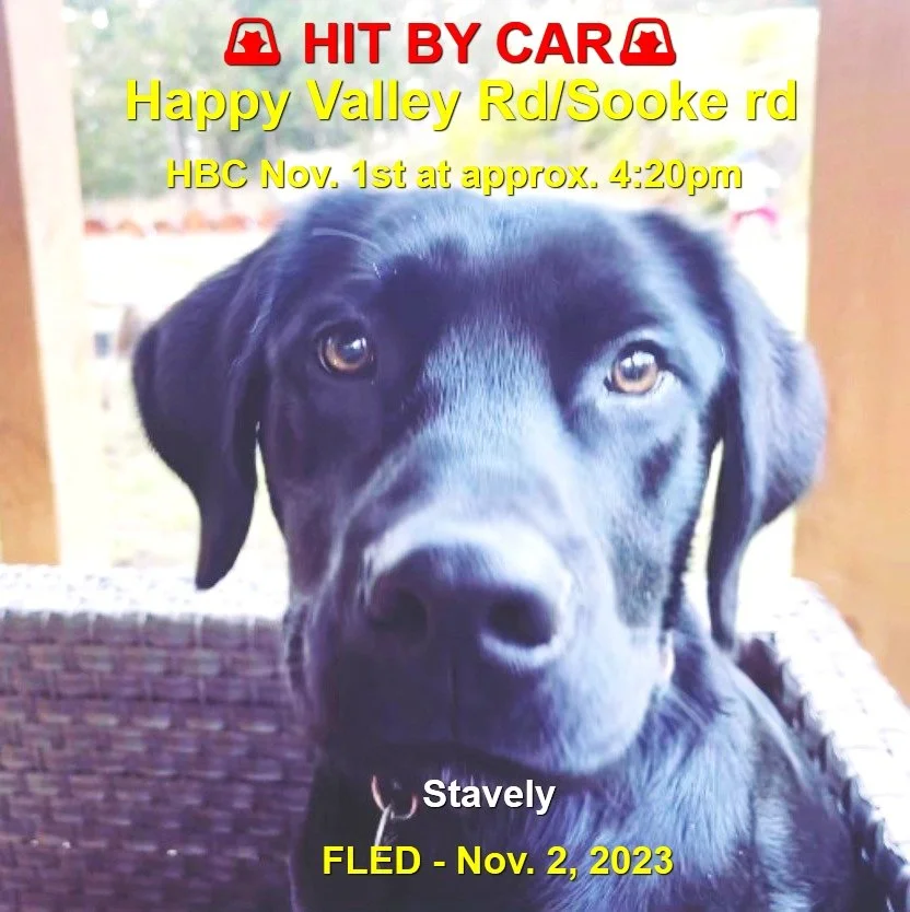 HAPPY ENDINGS - LANGFORD BC. / HIT BY CAR / STAVELY / NOV. 1, 2023