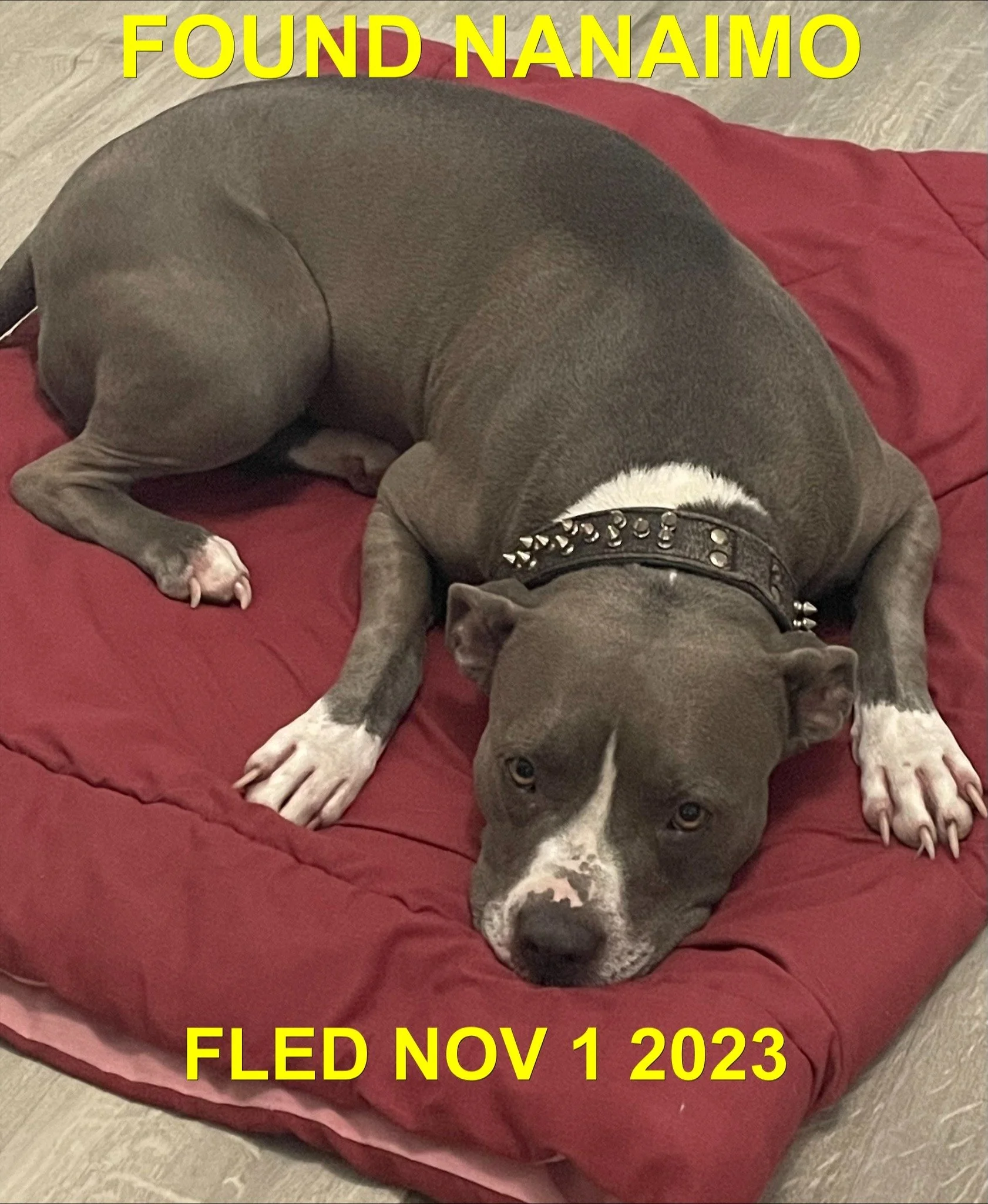 HAPPY ENDINGS - GONE TO SHELTER / DUNCAN BC. / OCT. 31, 2023