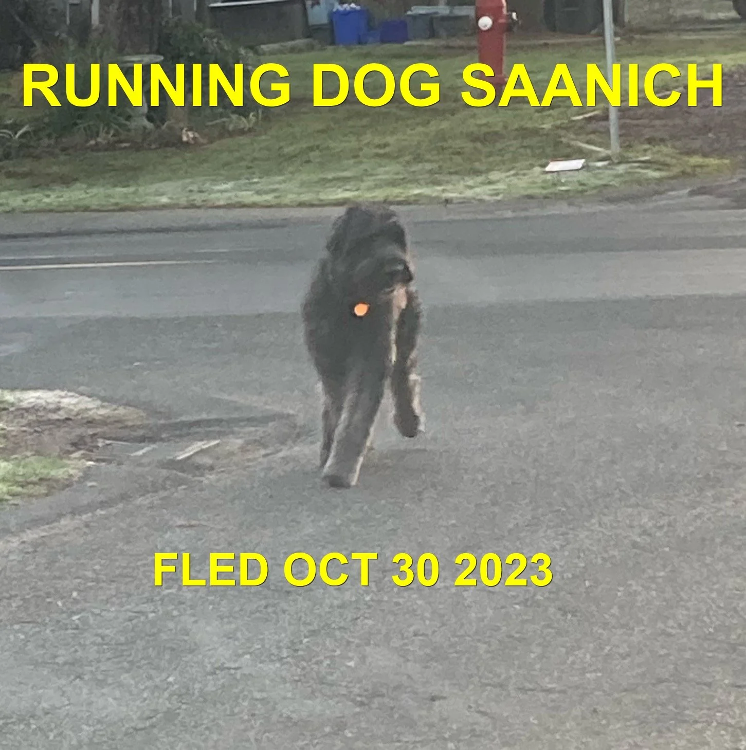 HAPPY ENDINGS - WENT HOME ON OWN - SAANICH BC. / OCT. 30, 2023