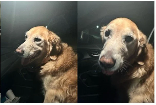 HAPPY ENDINGS - CHEMAINUS BC. / OCT. 27, 2023