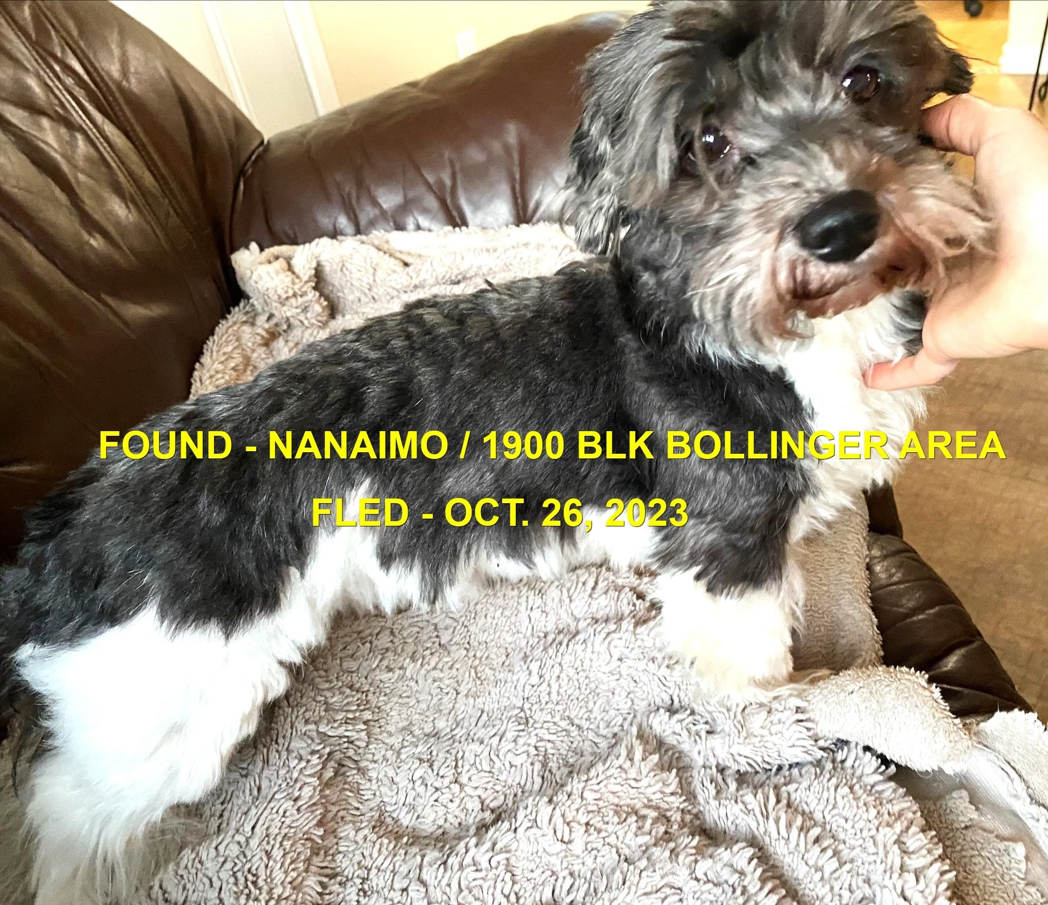 HAPPY ENDINGS - GONE TO SHELTER - NANAIMO BC. / OCT 26, 2023