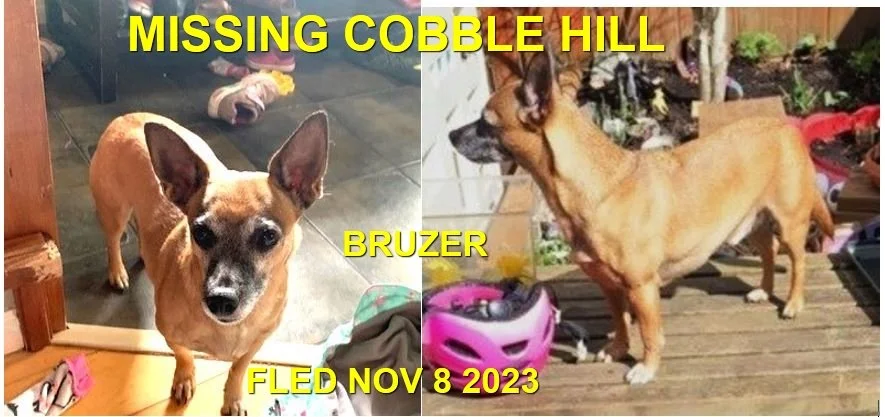 CAME HOME ON HIS OWN - COBBLE HILL BC. / BRUZER / NOV. 8, 2023