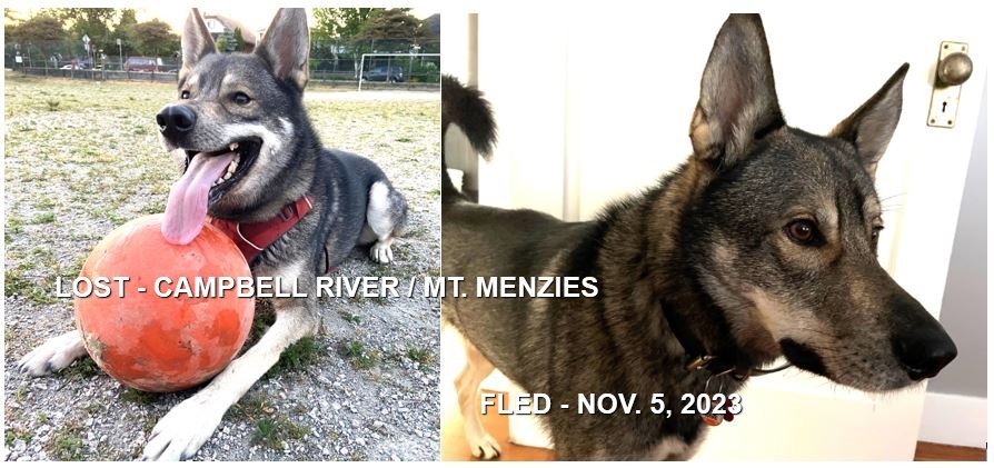 HAPPY ENDINGS - CAMPBELL RIVER BC. / ARLO / NOV. 6, 2023