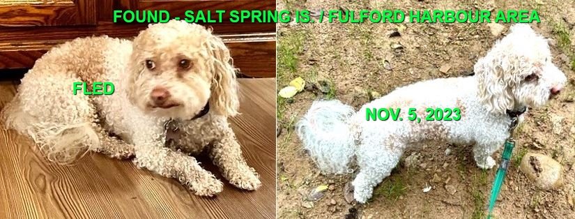 HAPPY ENDINGS - SALTSPRING ISLAND BC. / ARCHIE / NOV. 5, 2023