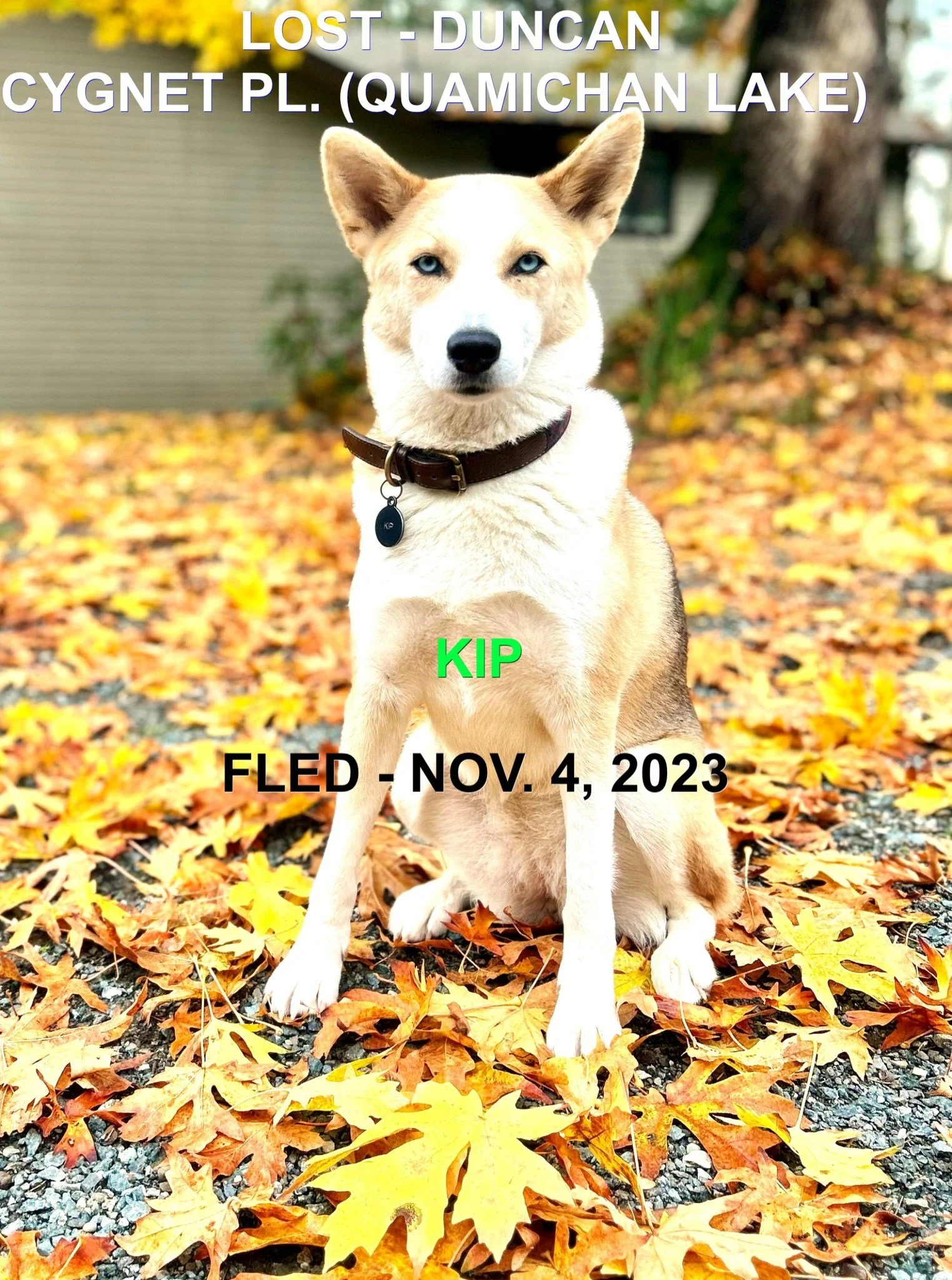 CAME HOME ON HER OWN - HAPPY ENDING - DUNCAN BC. / KIP / NOV. 4, 2023