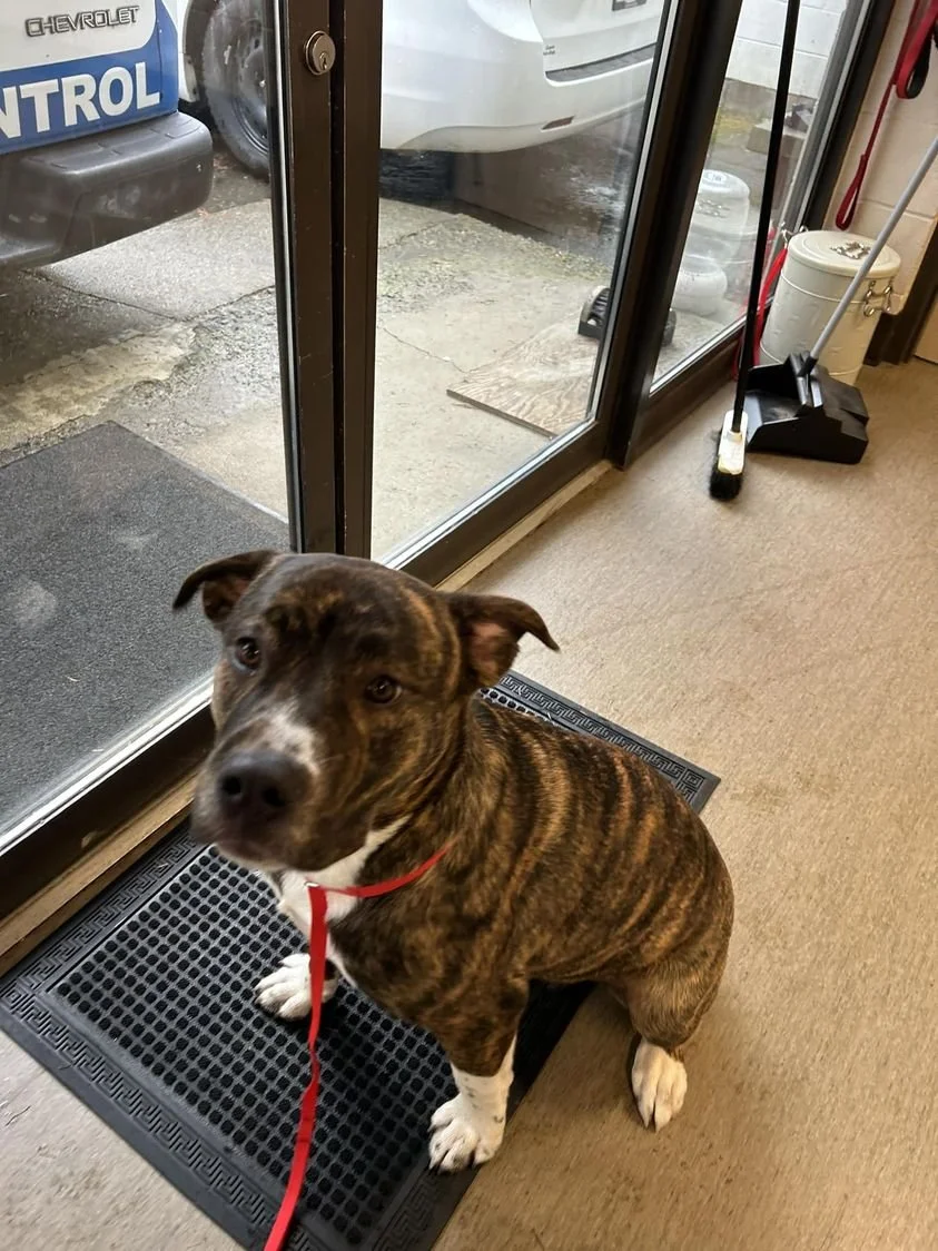 HAPPY ENDINGS - GONE TO SHELTER - NANAIMO BC. / NOV. 4, 2023