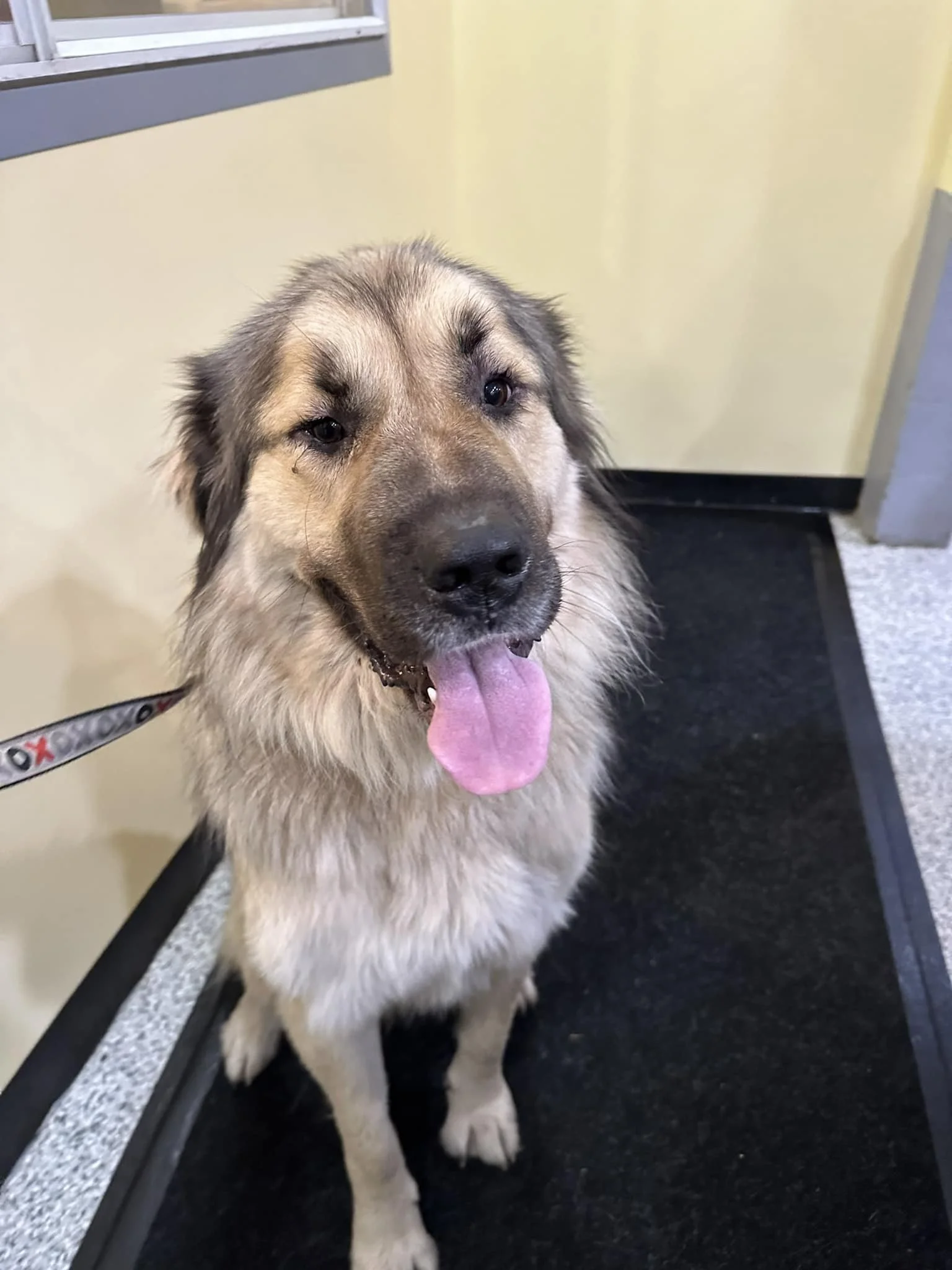 HAPPY ENDINGS - GONE TO SHELTER - N. COWICHAN BC. / BEAR / NOV. 4, 2023