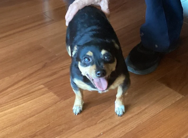 HAPPY ENDINGS - GONE TO SHELTER - DUNCAN BC. / NOV. 2, 2023