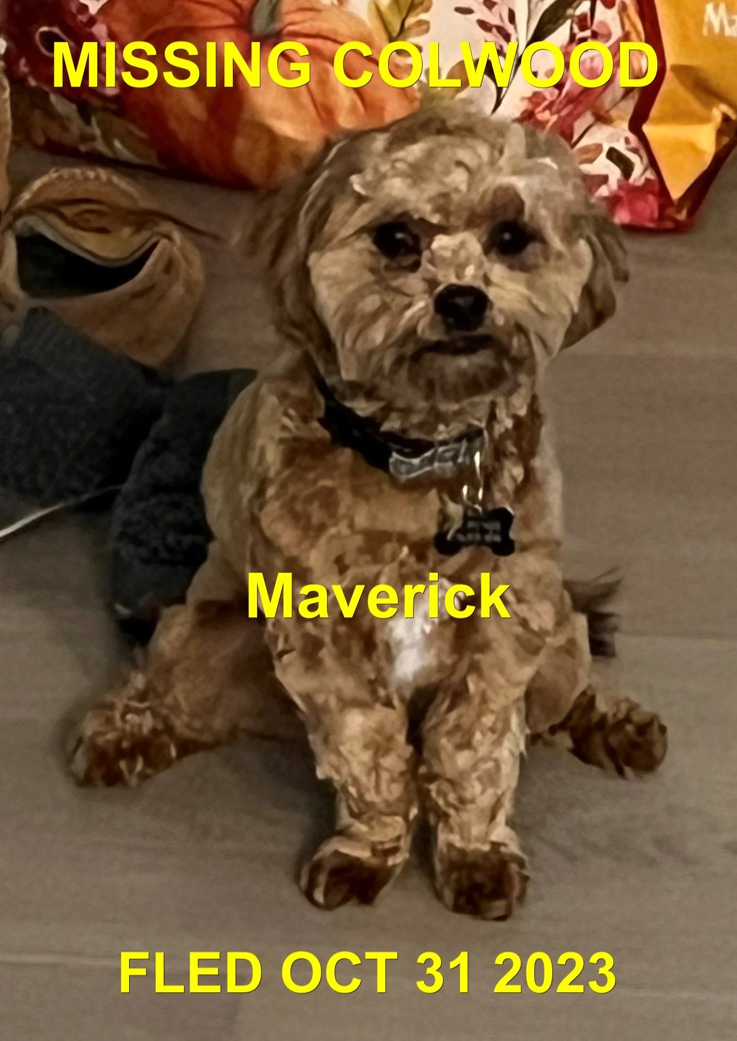 HAPPY ENDINGS - COLWOOD BC. / MAVERICK / OCT. 31, 2023