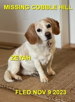 HAPPY ENDINGS - COBBLE HILL BC. / ZEYAH / NOV. 9, 2023