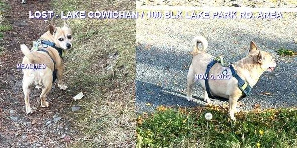 HAPPY ENDINGS - LAKE COWICHAN BC. / PEACHES / NOV. 5, 2023