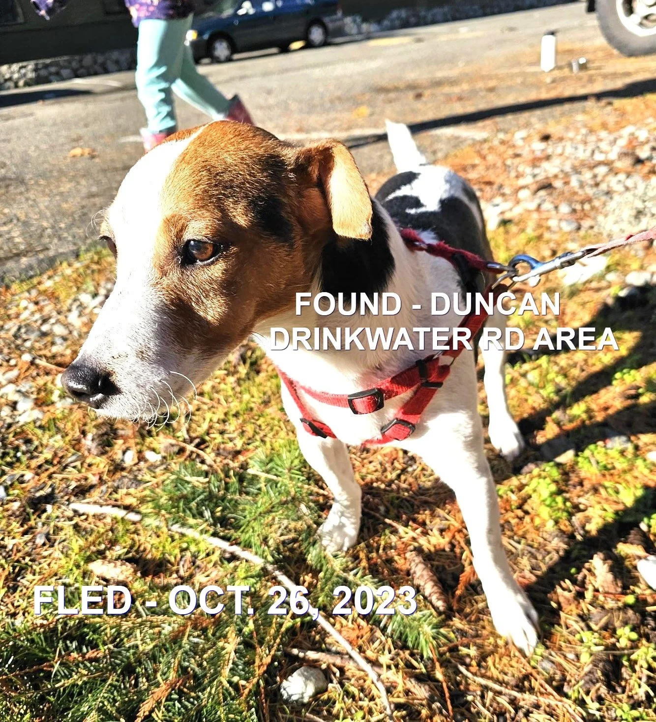 HAPPY ENDINGS - DUNCAN BC. / HANK / OCT. 26, 2023