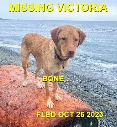 HAPPY ENDINGS - VICTORIA, BC. / BONES / OCT. 26, 2023