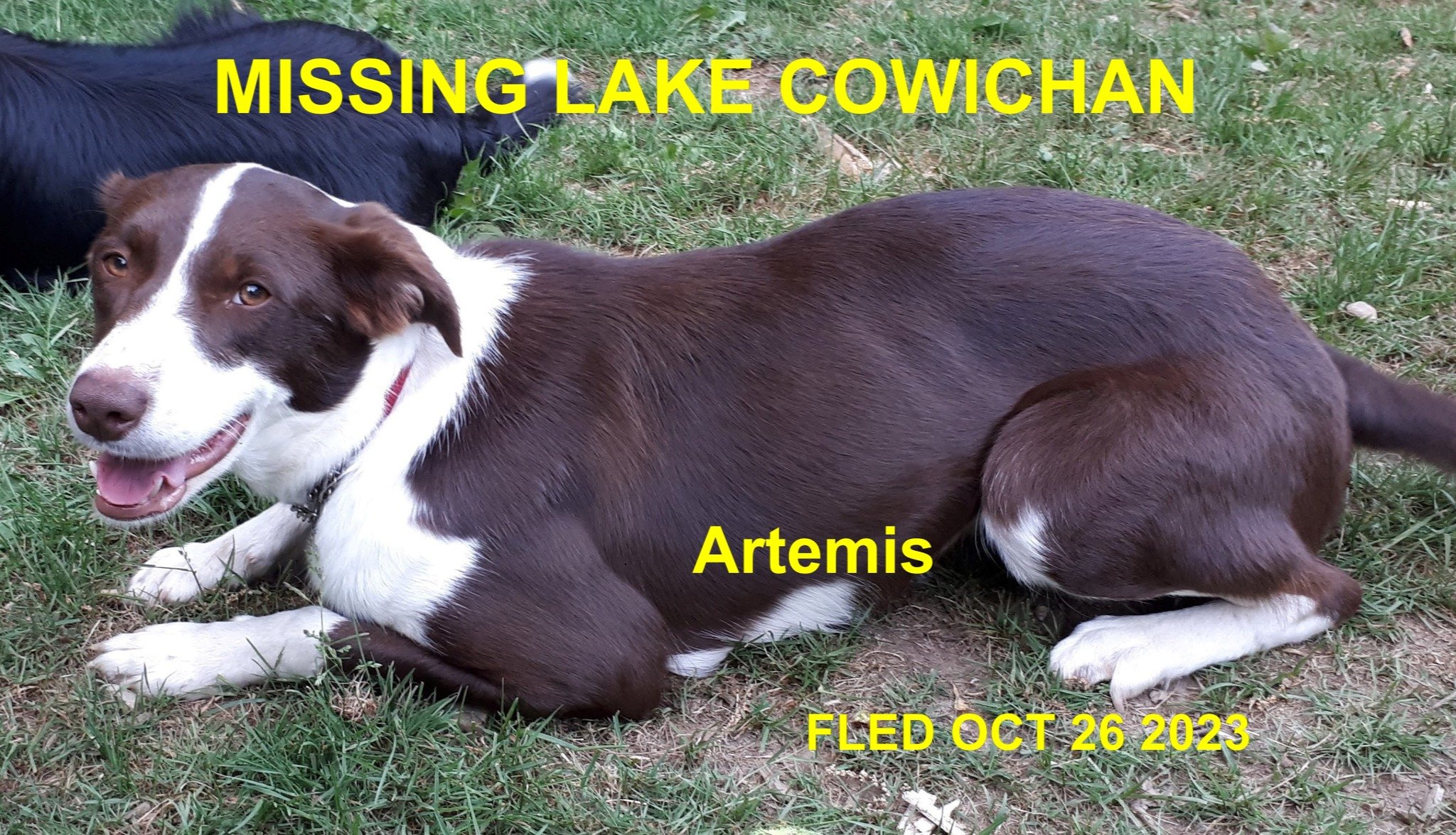 HAPPY ENDINGS - LAKE COWICHAN BC. / ARTEMIS / OCT. 25, 2023