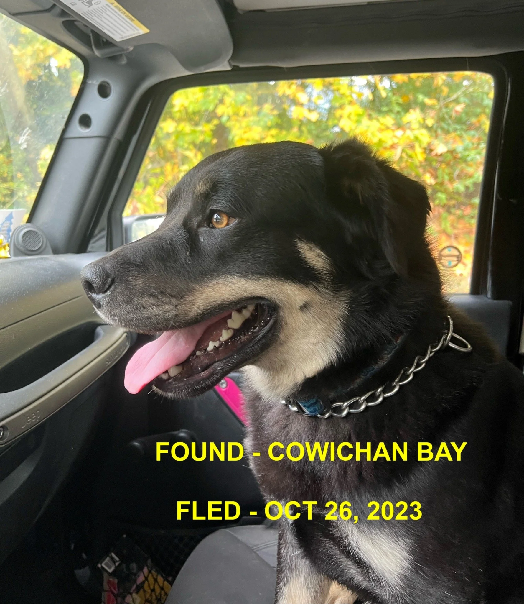 GONE TO SHELTER - GONE HOME - COWICHAN BAY BC. / OCT. 26, 2023