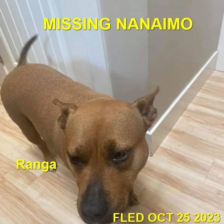 HAPPY ENDINGS - GONE TO SHELTER - NANAIMO BC. / RANGA / OCT. 25, 2023