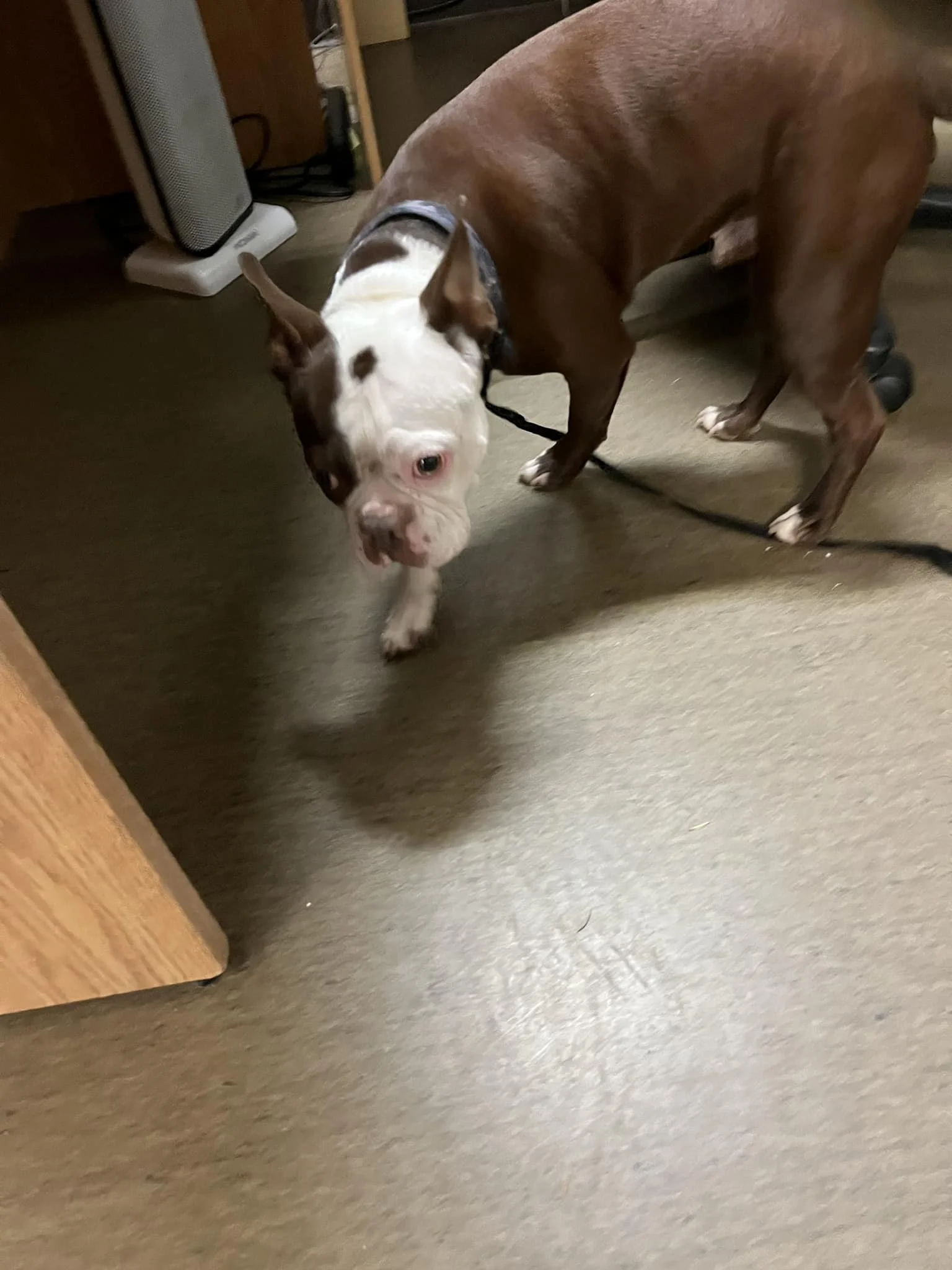 HAPPY ENDINGS - GONE TO SHELTER - NANAIMO BC. / OCT. 25, 2023