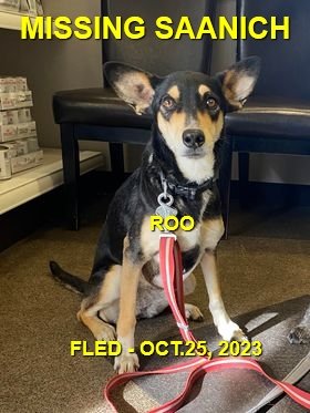 HAPPY ENDINGS - SAANICH BC. / ROO / OCT. 25, 2023