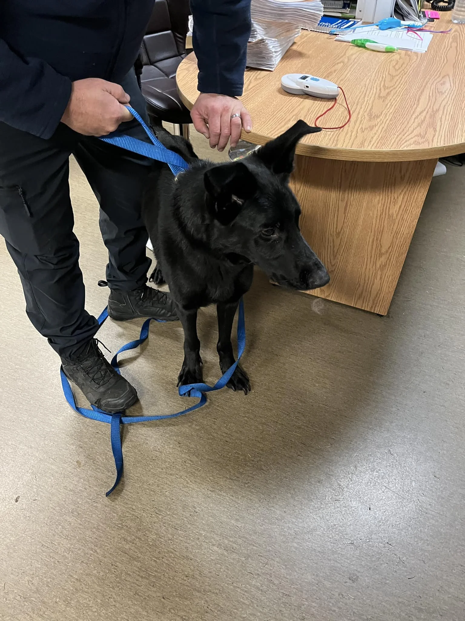 GONE TO SHELTER - HAPPY ENDINGS - NANAIMO BC. / OCT. 25, 2023