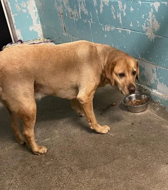 GONE TO SHELTER - HAPPY ENDINGS - NANAIMO BC. / OCT. 23, 2023