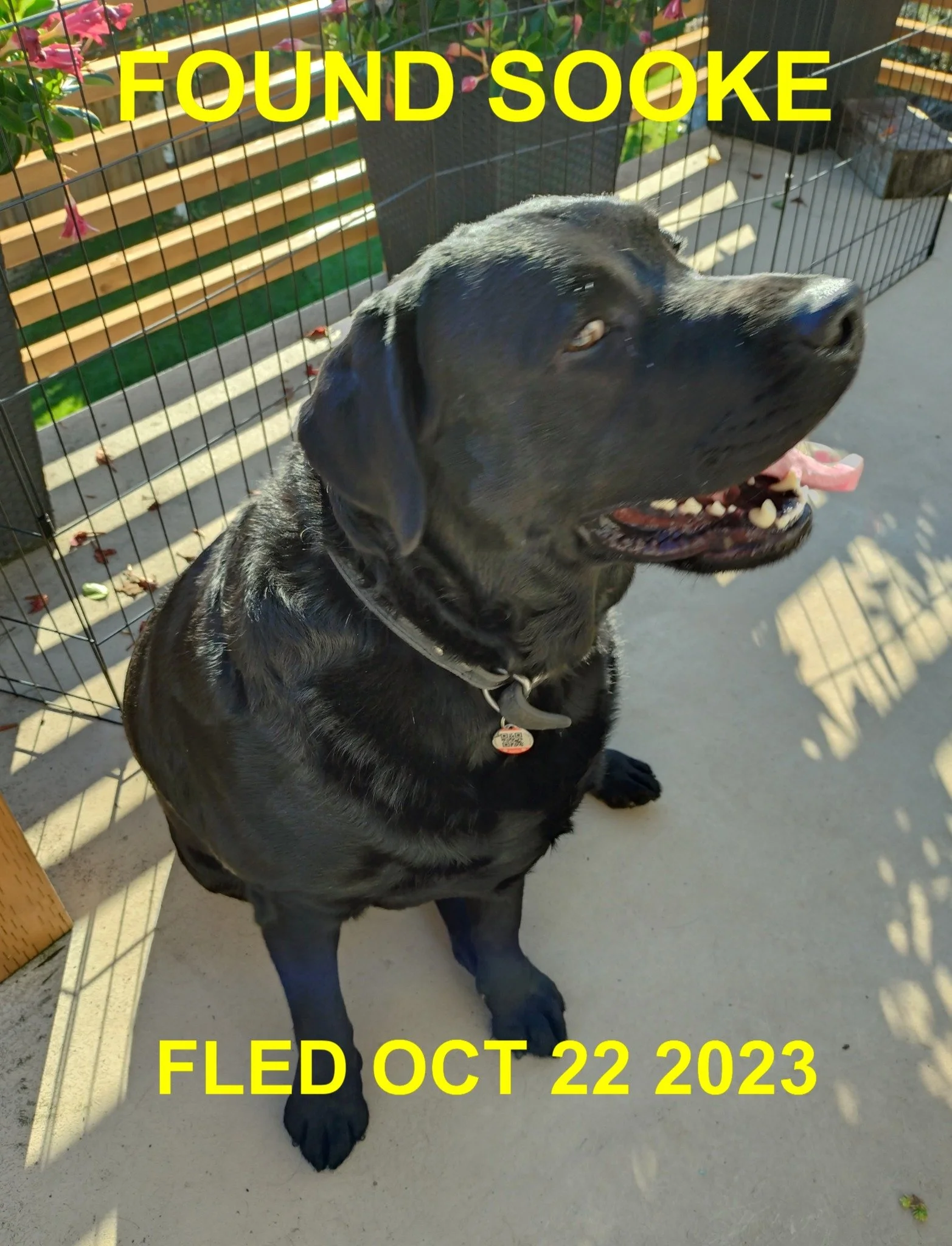 GONE TO SHELTER - HAPPY ENDINGS - SOOKE BC. / OCT. 22, 2023