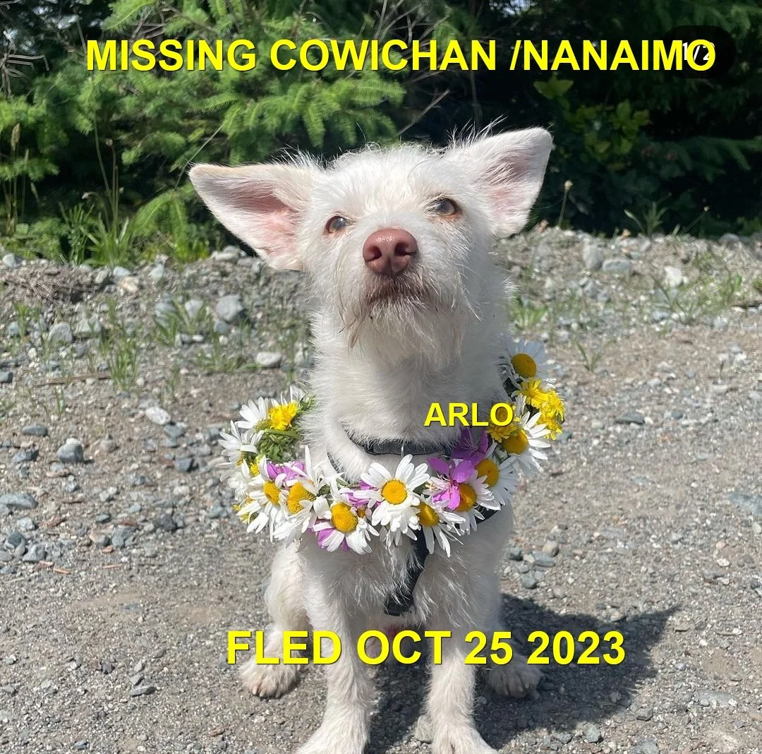 HAPPY ENDINGS - NANAIMO BC. / ARLO / OCT. 25, 2023