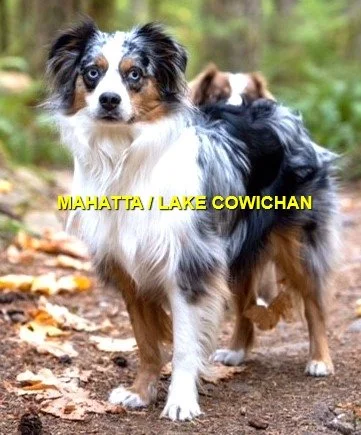 HAPPY ENDINGS - LAKE COWICHAN BC. / MAHATTA / DEC. 1, 2023