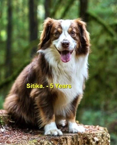 HAPPY ENDINGS - LAKE COWICHAN BC. / SITIKA / DEC. 1, 2023