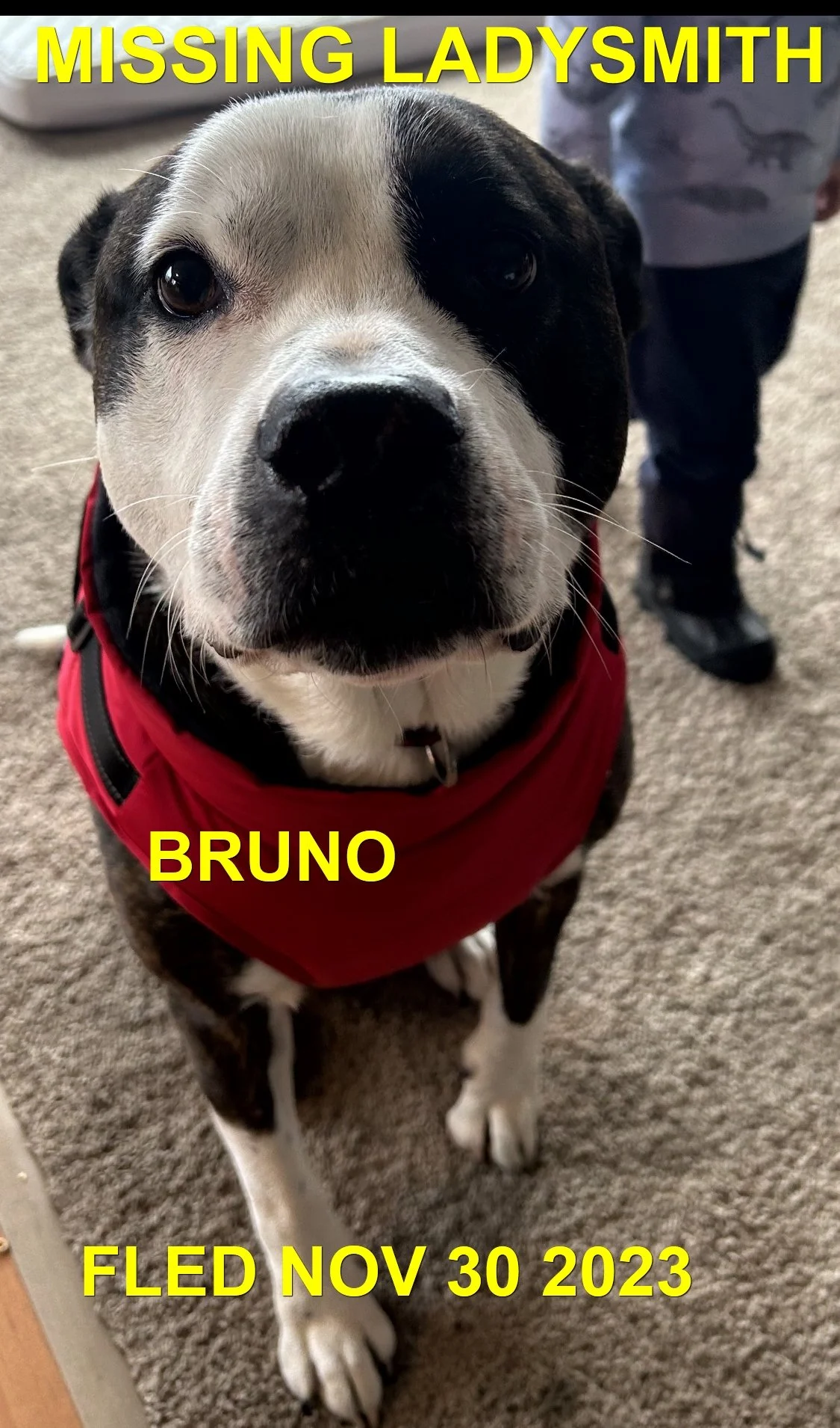 HAPPY ENDINGS - LADYSMITH BC. / BRUNO / NOV. 30, 2023