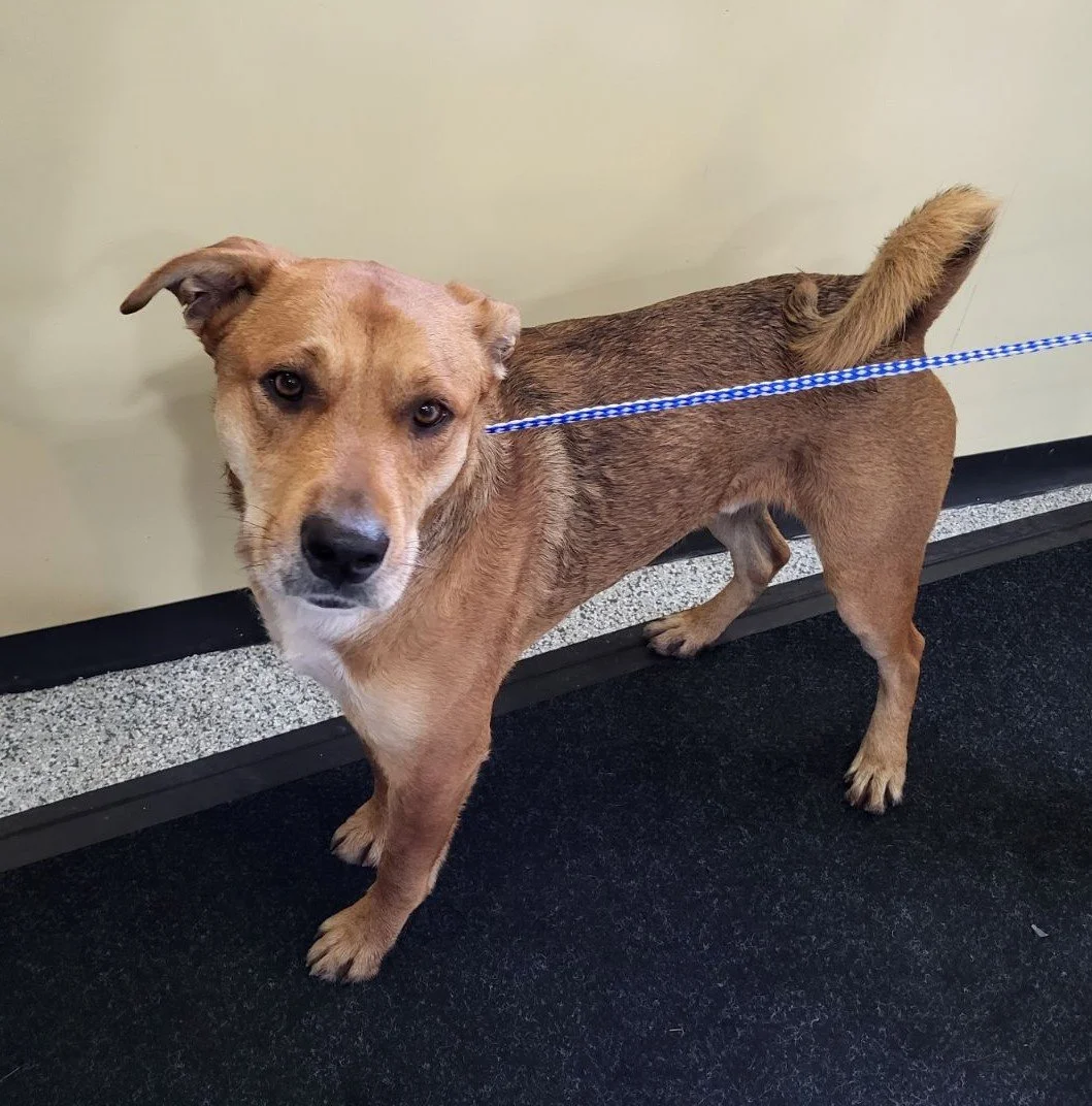 GONE TO SHELTER / HAPPY ENDINGS - DUNCAN BC. / NOV. 30, 2023