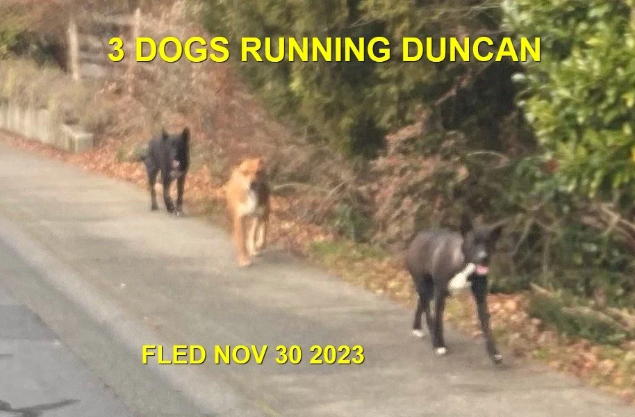 GONE TO SHELTER - DUNCAN BC. / NOV. 30, 2023
