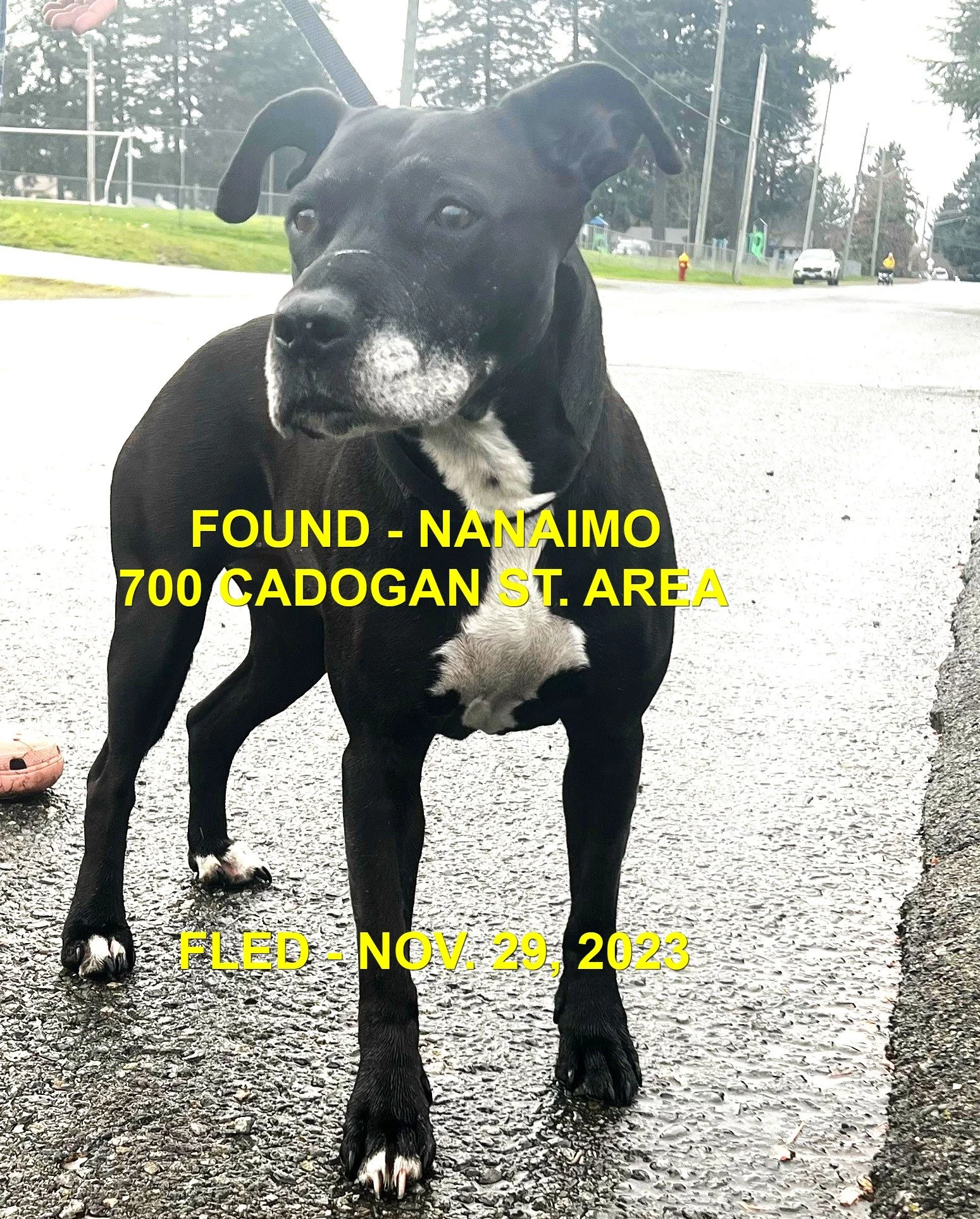 GONE TO SHELTER / HAPPY ENDINGS - NANAIMO BC. / NIKI / NOV. 29, 2023