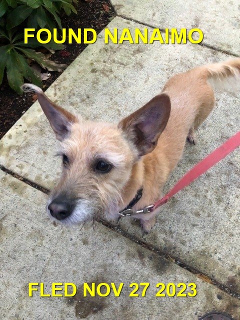 GONE TO SHELTER / HAPPY ENDINGS - NANAIMO BC. / JUNIOR / NOV. 27, 2023