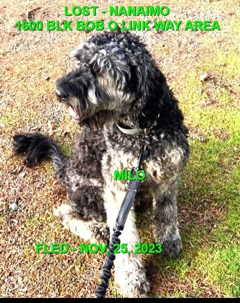 HAPPY ENDINGS -  NANAIMO BC. / MILO / NOV. 25, 2023