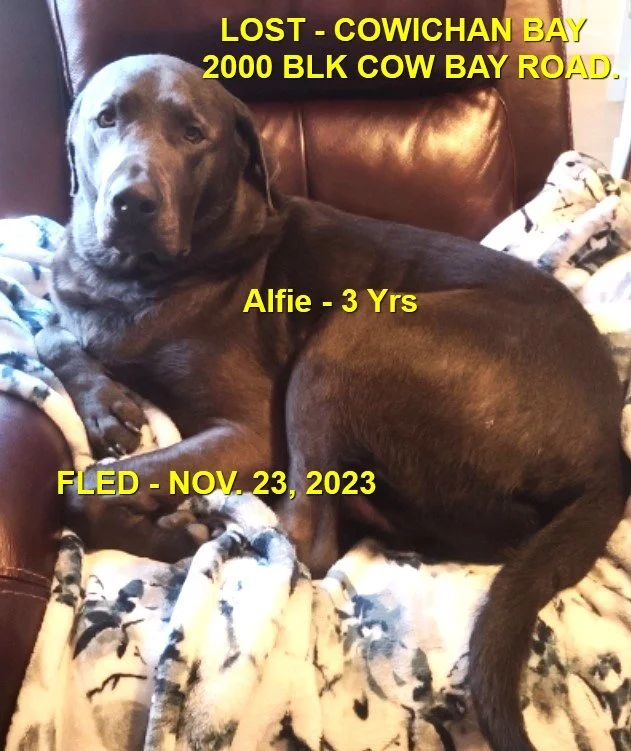 HAPPY ENDINGS - COWICHAN BAY BC. / ALFIE / NOV. 23, 2023