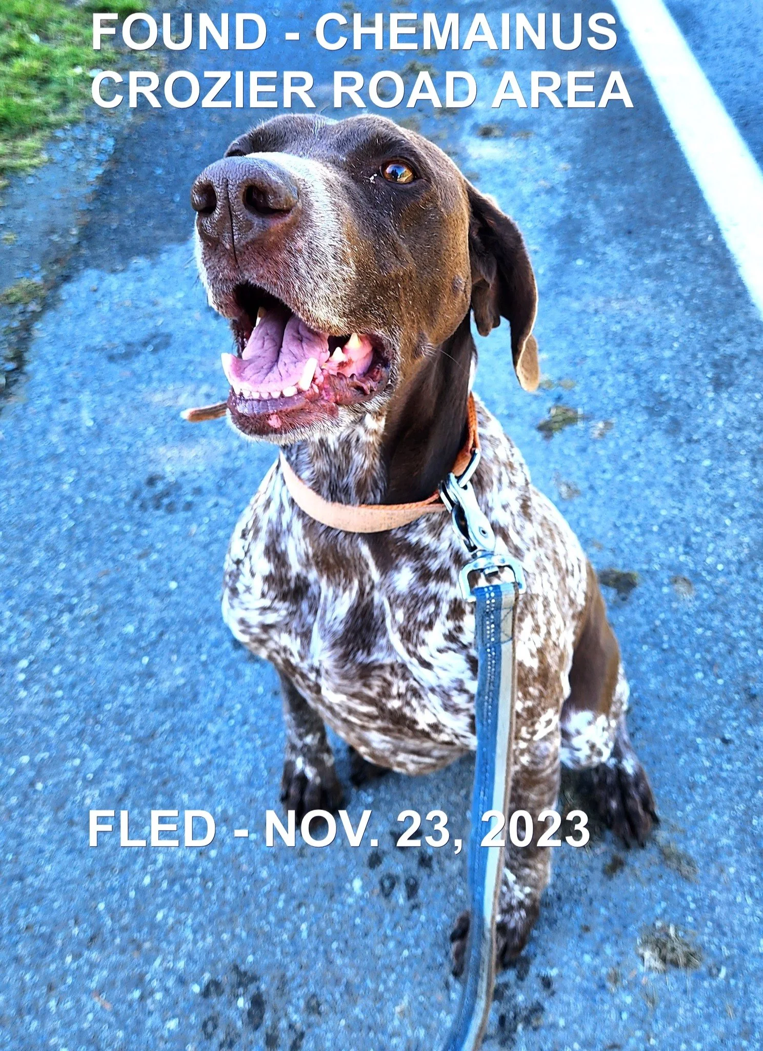 HAPPY ENDINGS - CHEMAINUS BC. / MOLLY / NOV. 23, 2023