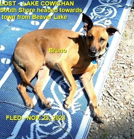 HAPPY ENDINGS - LAKE COWICHAN BC. / BRUNO / NOV. 23, 2023