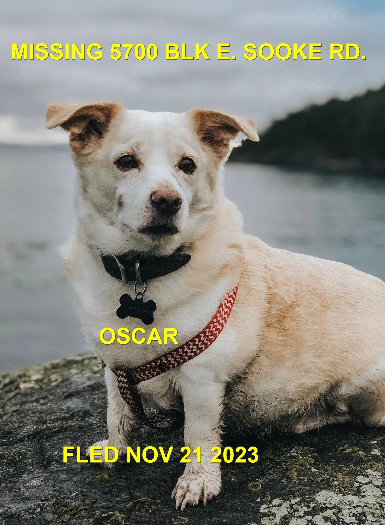 OVER THE RAINBOW BRIDGE -  SOOKE BC. / OSCAR / NOV. 21, 2023