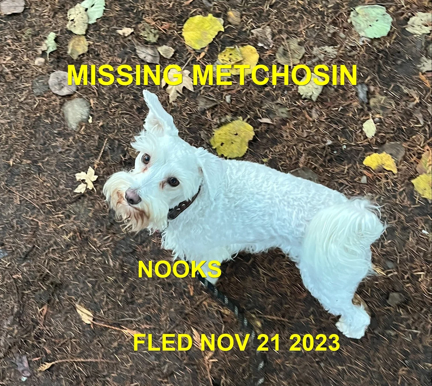 HAPPY ENDINGS - METCHOSIN BC. / NOOKS / NOV. 21, 2023
