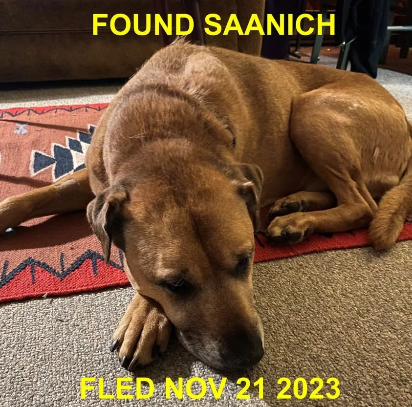 HAPPY ENDINGS - SAANICH BC. / NOV 20, 2023