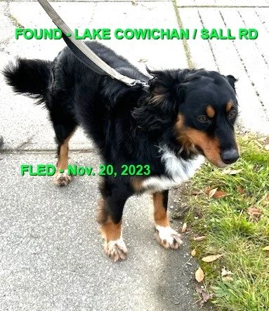 HAPPY ENDINGS - LAKE COWICHAN BC. / NOV 20, 2023