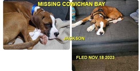 CAME HOME ON HIS OWN - COWICHAN BAY BC./ JACKSON / NOV. 18, 2023