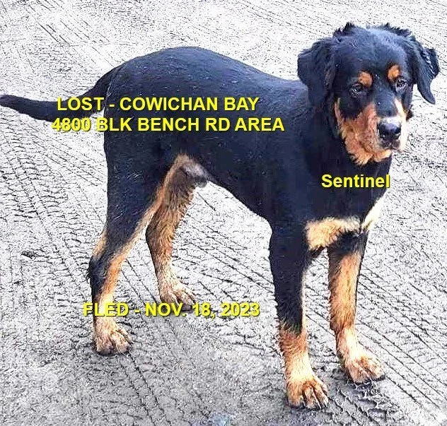 HAPPY ENDINGS - COWICHAN BAY BC. / SENTINEL / NOV. 18, 2023