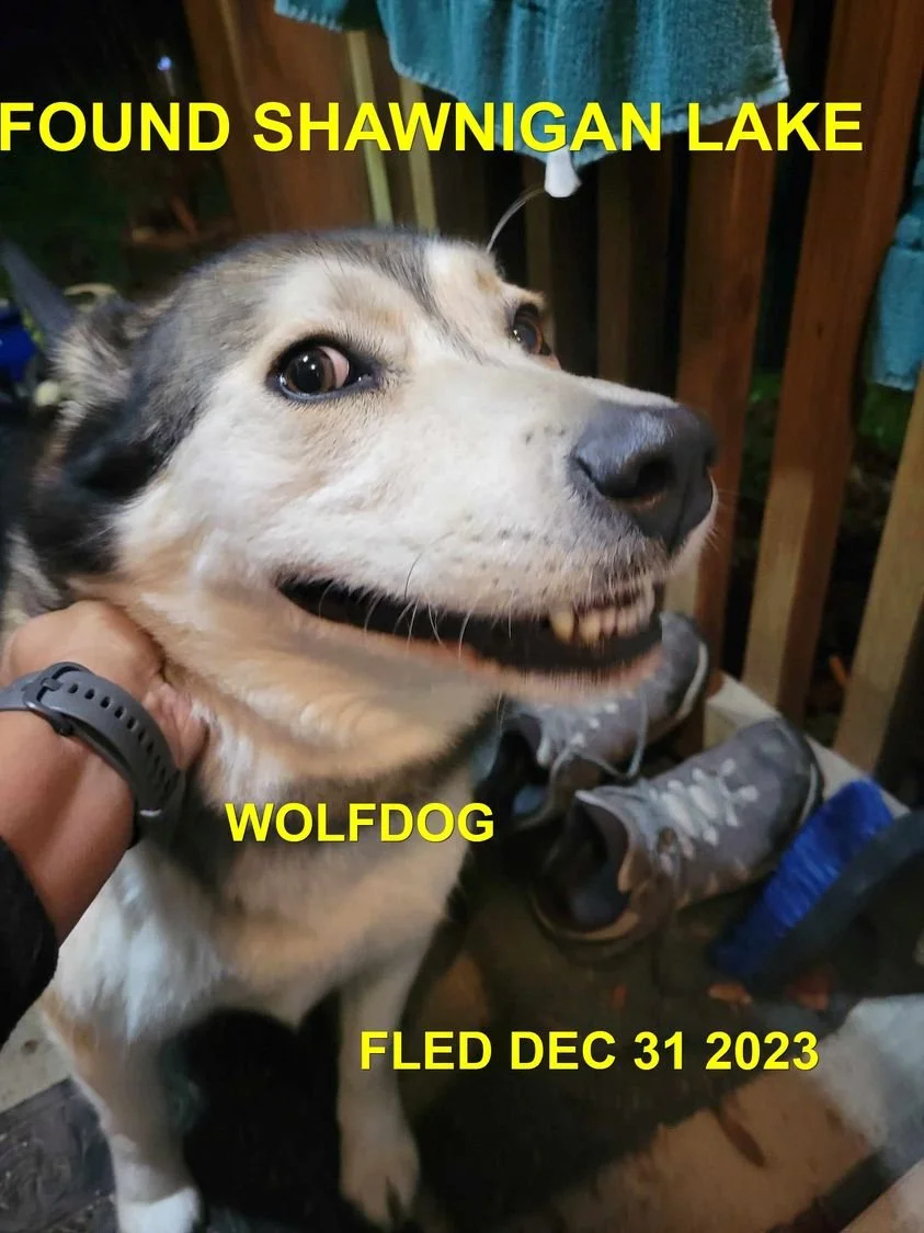 HAPPY ENDINGS - SHAWNIGAN LAKE BC. / WOLFDOG / DEC. 31, 2023