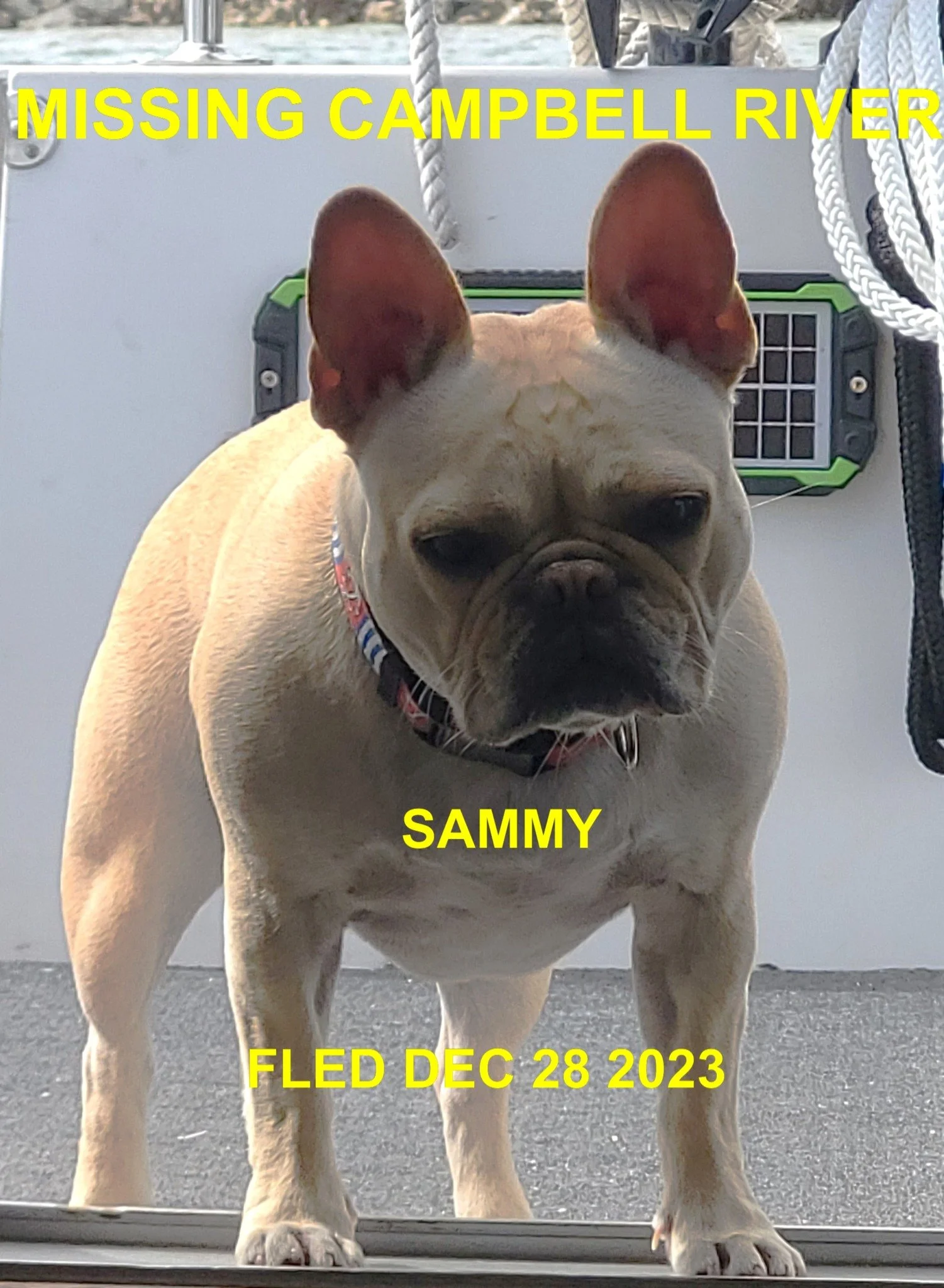 HAPPY ENDINGS - CAMPBELL RIVER BC. / SAMMY / DEC. 28, 2023