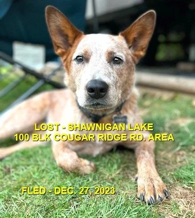 HAPPY ENDINGS - CAME HOME ON HIS OWN - SHAWNIGAN LAKE BC. / OAKLEY / DEC. 27, 2023