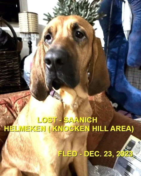 HAPPY ENDINGS - SAANICH BC. / HAZEL / DEC. 23, 2023