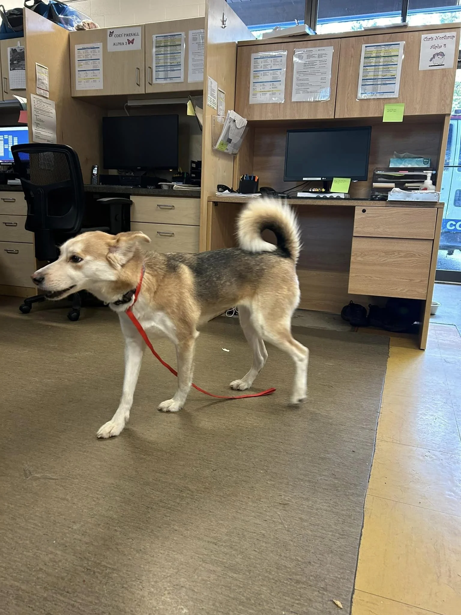GONE TO SHELTER / HAPPY ENDINGS - NANAIMO BC. / DEC. 26, 2023