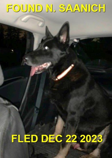 GONE TO SHELTER / HAPPY ENDINGS - N. SAANICH BC. / DEC. 22, 2023