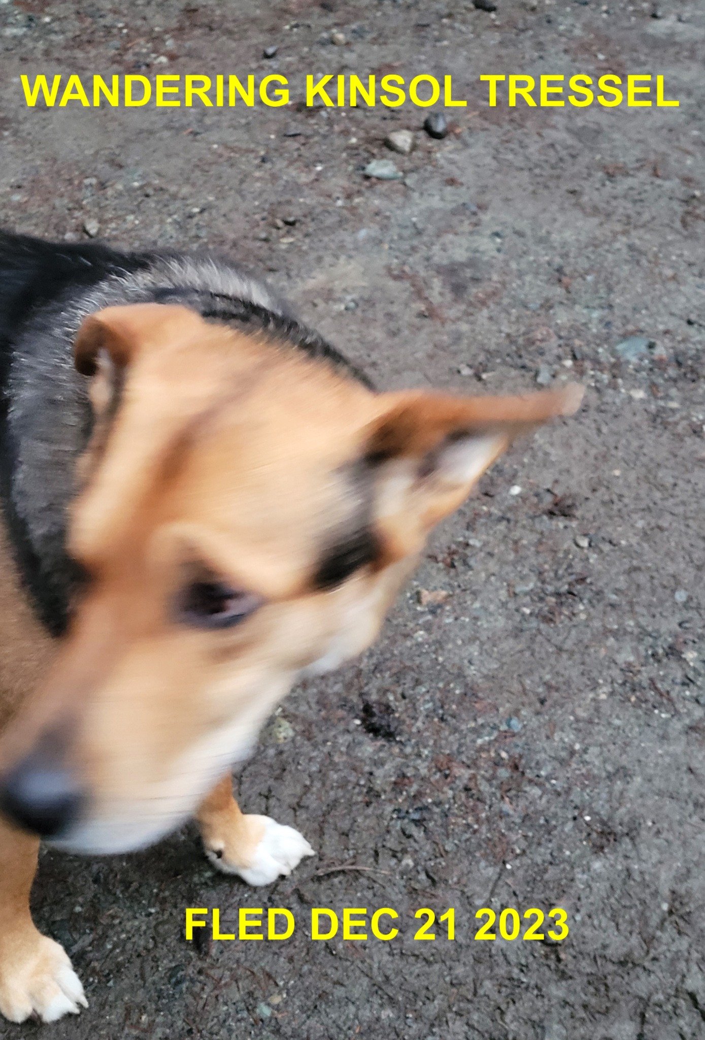 WENT HOME ON OWN - W. SHAWNIGAN LAKE BC. / DEC. 21,2023